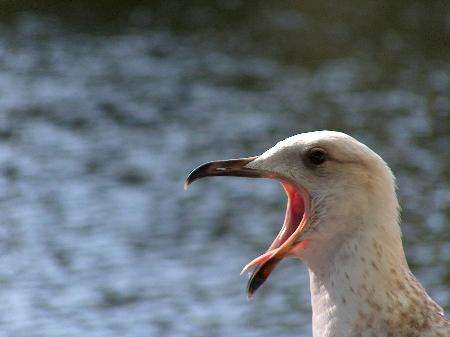 Combating the rise of the urban gull