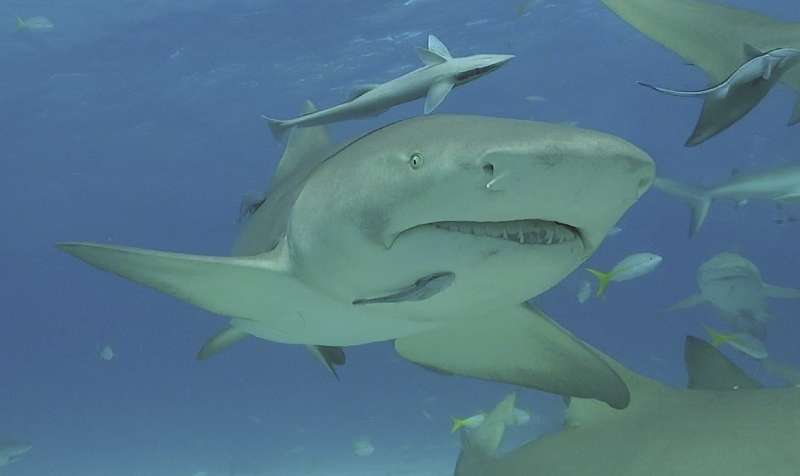 Comparative analysis reveals use patterns of deeper Caribbean coral reefs by shark species