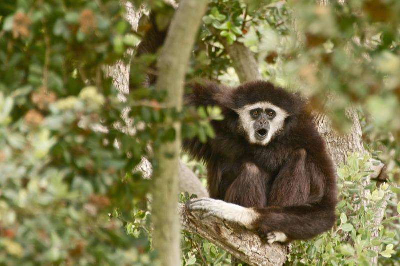 Complete genome of all strains of the gibbon ape leukemia virus sequenced