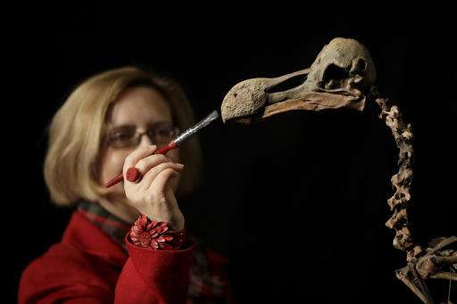Composite skeleton of Dodo bird to be auctioned