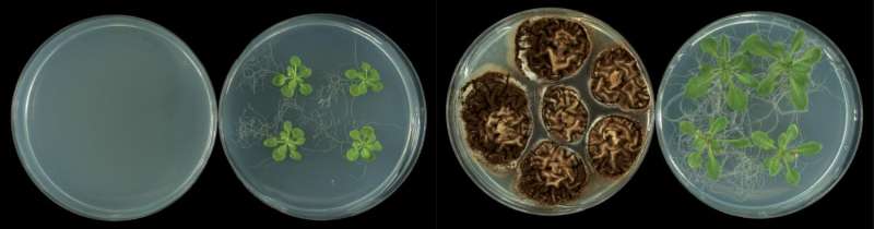 Compounds emitted by phytopathogen microbes encourage plant growth