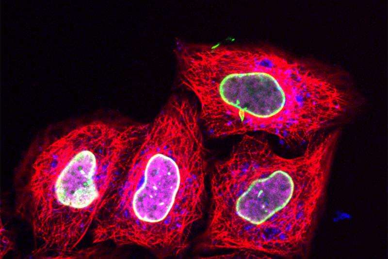 Compressing cells allows delivery of new fluorescent tags to track proteins in living cells