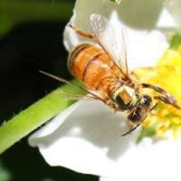 Concern over parasites affecting honey bees