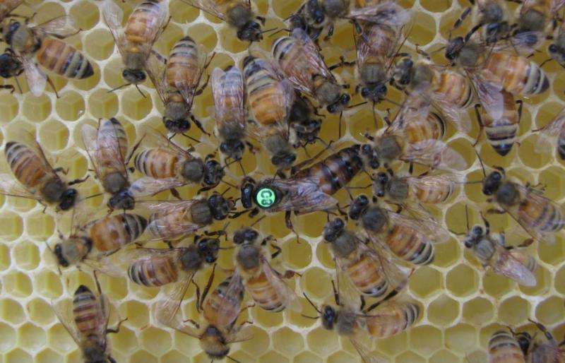 Conflict among honey bee genes supports theory of altruism