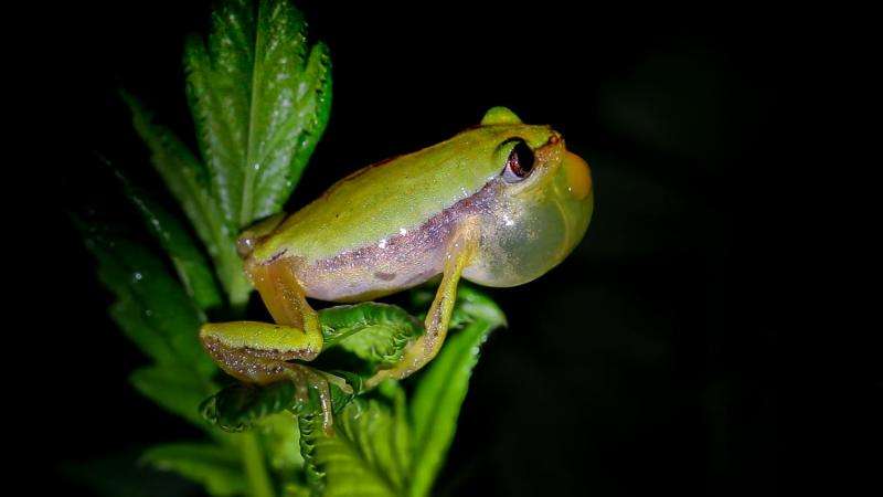 Conservation hopes up for the endangered banana frog restricted to Southwest Ethiopia