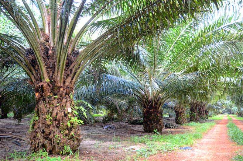 Converting palm oil wastes into bio-protein