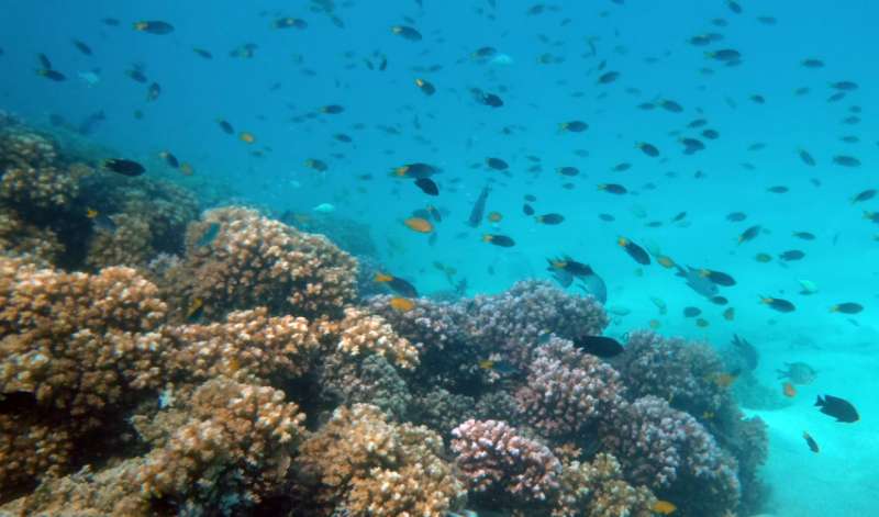 Coral death stops fish from learning predators