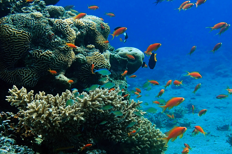 Coral reefs highlight the key role of existing biodiversity for climate change adaptation