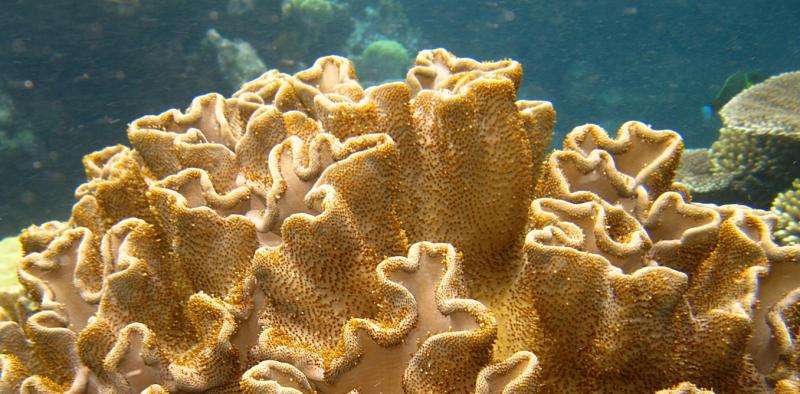 Corals, crochet and the cosmos: how hyperbolic geometry pervades the universe