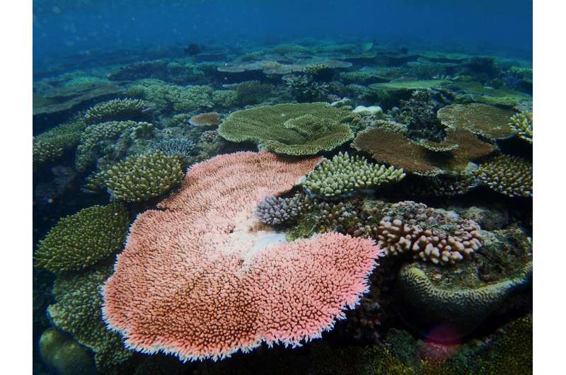 Coral stress test found in the genes