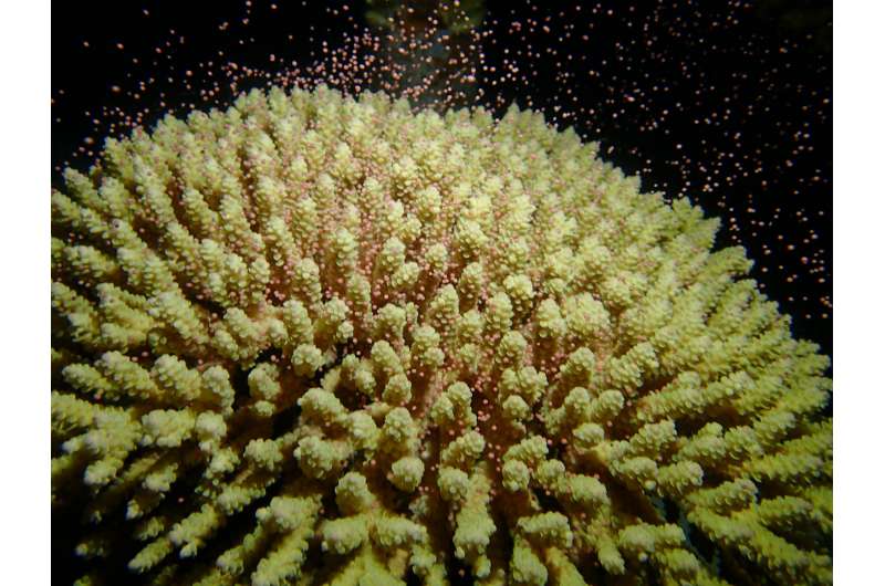 Coral study reveals secrets of evolution