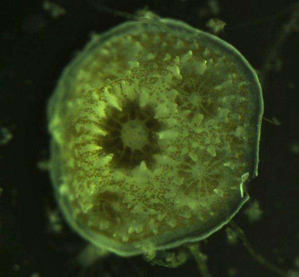 Coral 'toolkit' allows floating larvae to transform into reef skeletons