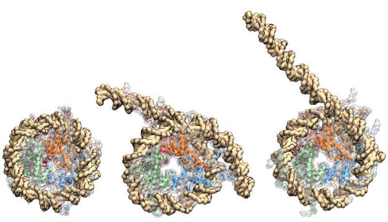Core proteins exert control over DNA function