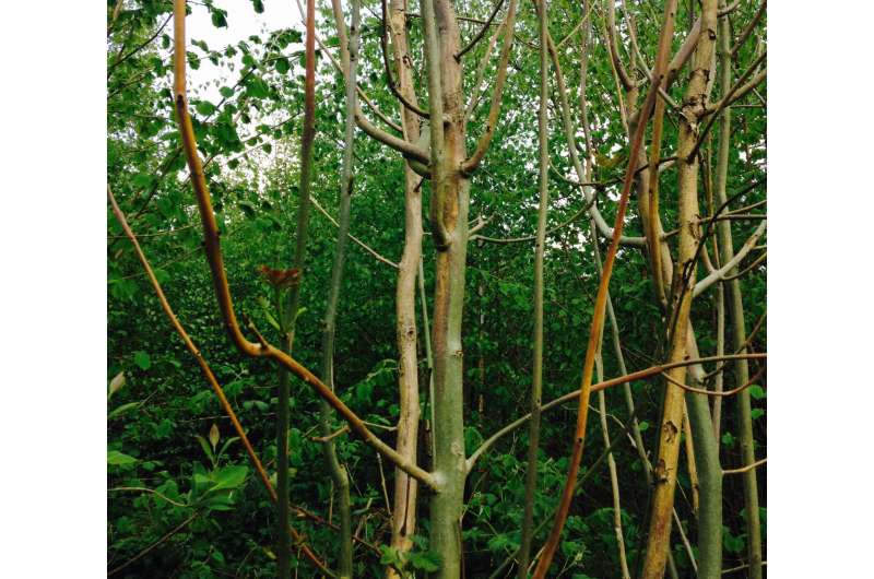 Could disease 'tolerance' genes give new life to UK ash trees?