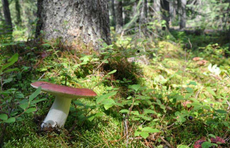 Could fungi help pine forests withstand climate change?