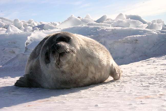 Count seals in Antarctica from the comfort of your couch