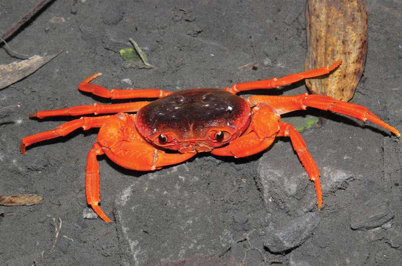 Crab from the Chinese pet market turns out to be a new species of a new genus
