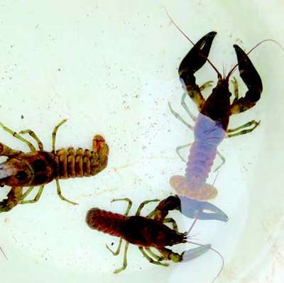 Crayfish may help restore dirty streams, study finds