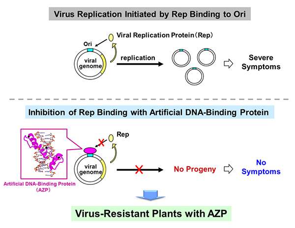 Creation of virus-resistant plants with artificial DNA-binding proteins