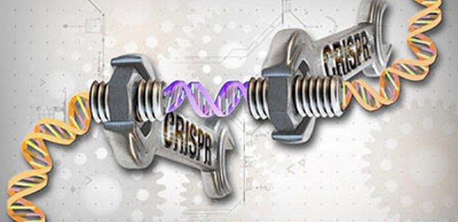 CRISPR clarifies split-hand/foot