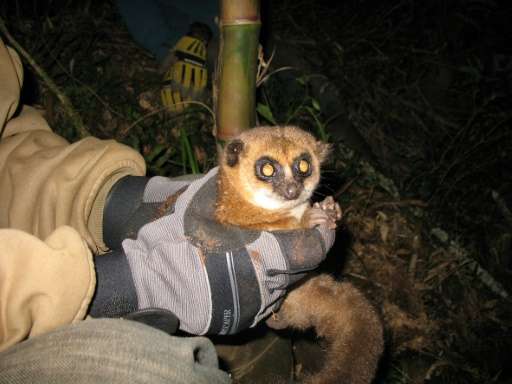 Crossley's dwarf lemur from the Tsinjoarivo forest, seen being held by a scientist near its hibernaculum in Madagascar