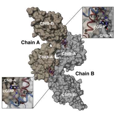 Crystal structure of PKG I suggests a new activation mechanism