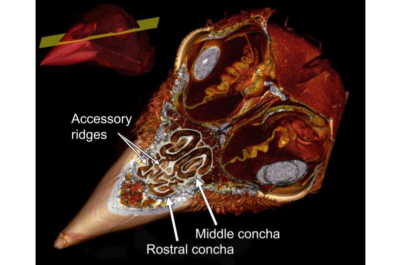 CT scans reveal birds' built-in air conditioners