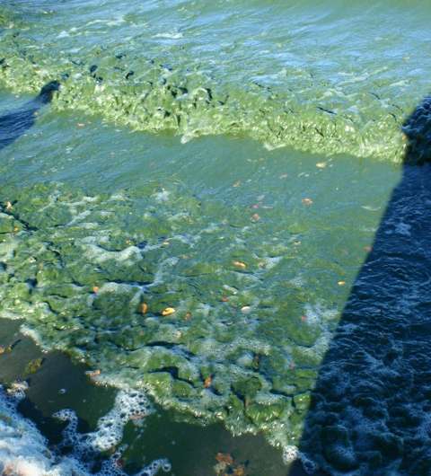 Cut phosphorus to reduce algae blooms, say scientists