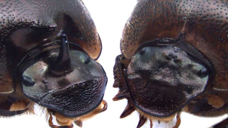 'Cyclops' beetles hint at solution to 'chicken-and-egg' problem in novel trait evolution