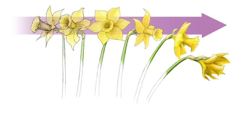 Daffodils help inspire design of stable structures