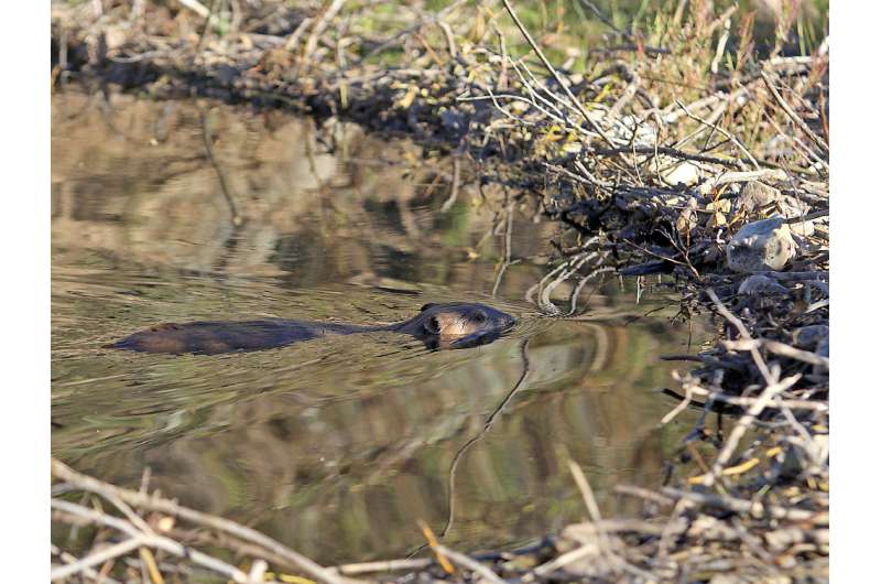 Dam good! Beavers may restore imperiled streams, fish populations