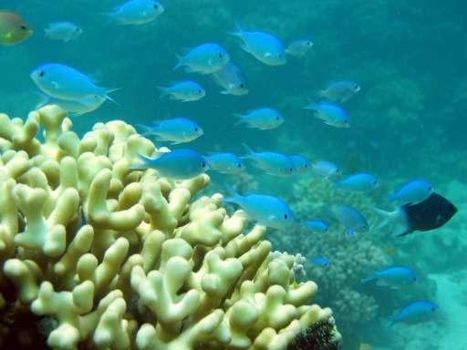 Damselfish are often found in 1,000-strong shoals
