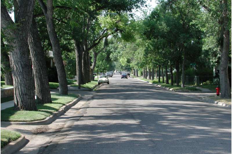 Database captures most extensive urban tree sizes, growth rates across United States