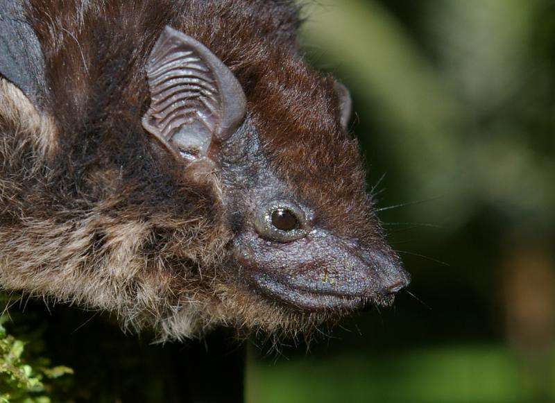 Date-licious smell for bats