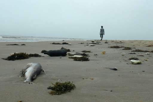 Dead fish and other marine life began washing ashore in central Vietnam in April, the country's worst ecological disaster in dec