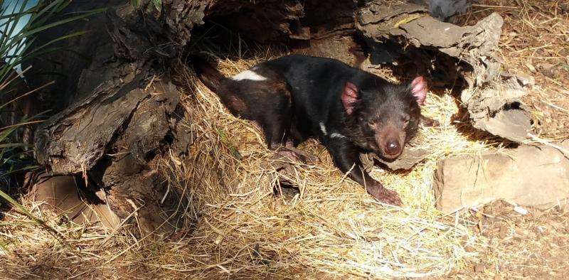 Deadly disease can 'hide' from a Tasmanian devil's immune system