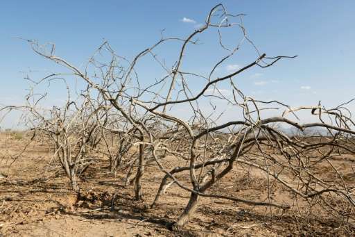 Dead pistachio trees are seen in a abandoned village near the southern Iranian city of Sirjan