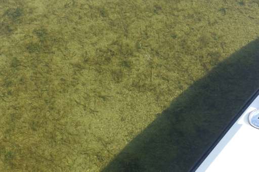 Dead seagrass in the Florida Bay is turning the normally clear water a brownish-green