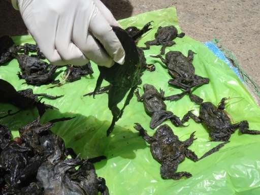 Dead wrinkly green frogs (Telmatobius culeus) are collected by a National Forestry and Wildlife Service staff member on the Coat