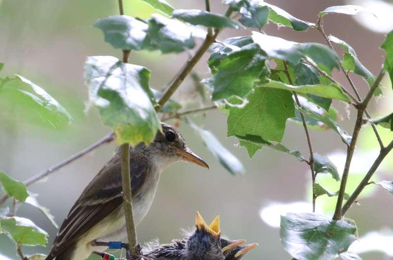 Declining male offspring further imperil endangered flycatchers in southern California