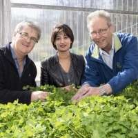 Decoding clover DNA leads to better livestock productivity