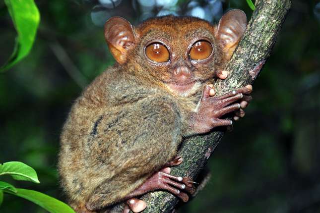 Decoding of tarsier genome reveals ties to humans