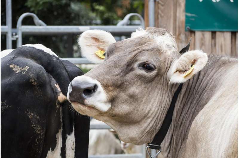 Decrease in the use of broad-spectrum antibiotics in Austrian dairy cows is necessary