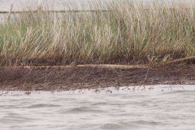 Deepwater Horizon oil spill caused widespread marsh erosion, study shows