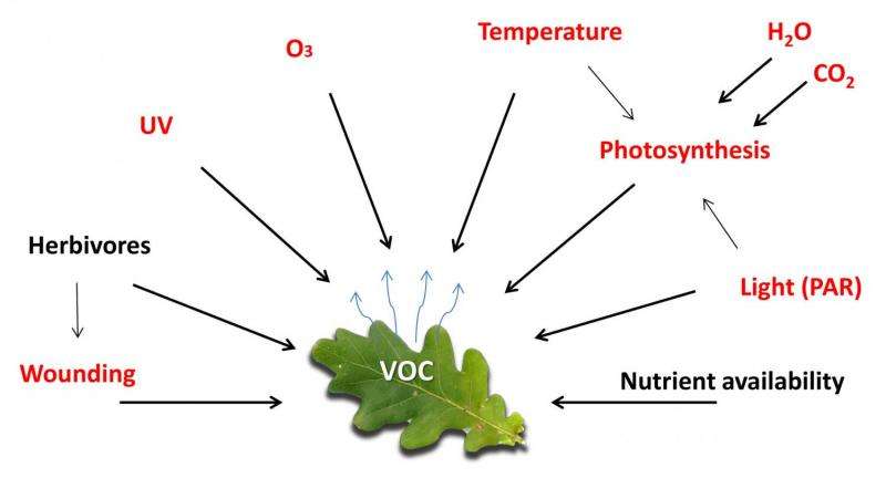 De-mystifying the study of volatile organic plant compounds