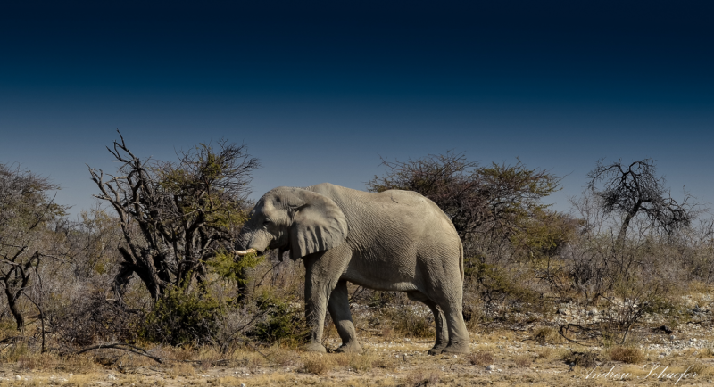 Desert elephants pass on knowledge -- not mutations -- to survive