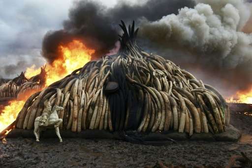 Despite measures such as the Kenyan government's burning of tusks, poaching is killing about 30,000 elephants a year