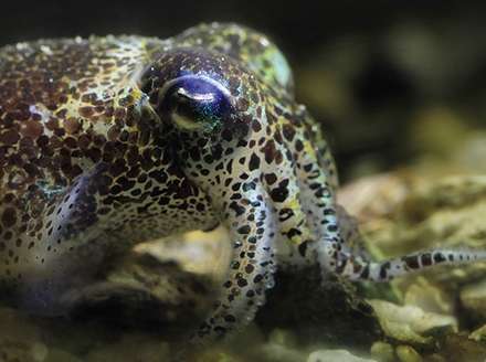 Despite multicolor camouflage, cuttlefish, squid and octopus are colorblind