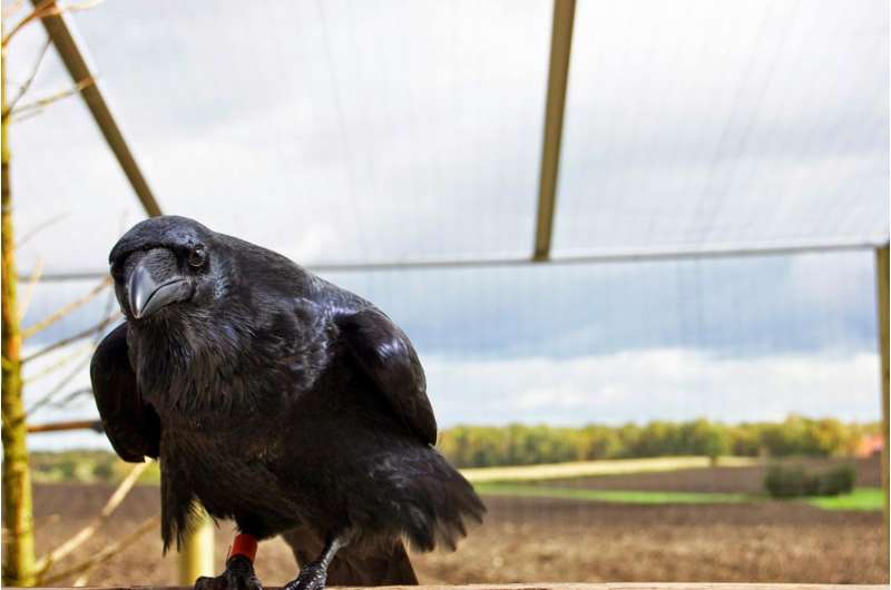 Despite their small brains -- ravens are just as clever as chimps