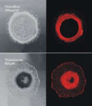Detecting changes in cell differentiation and migration during embryonic development